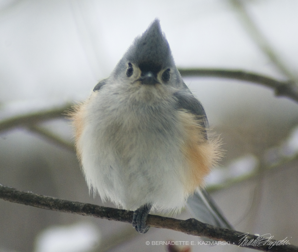 Tufted Titmouse