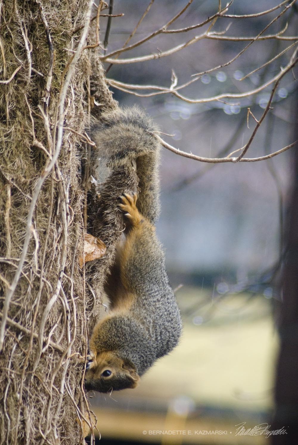 Buddy digging in the ivy branches for goodies.