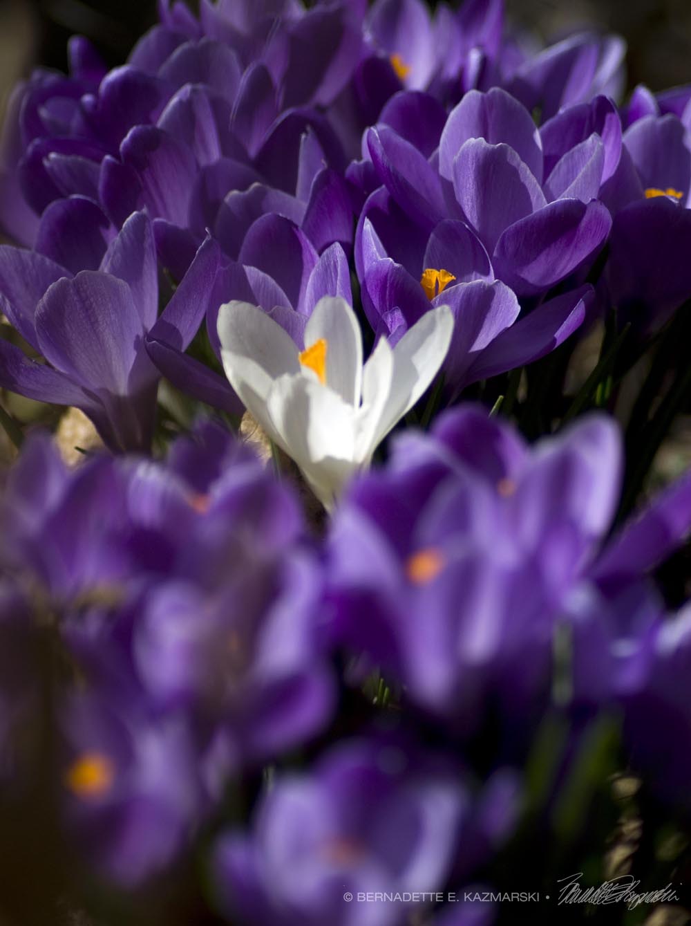 Stand Out in a Crowd
