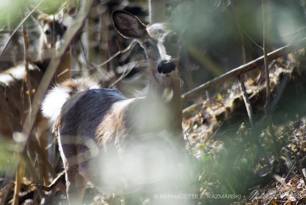 Natural Background With Two Deer.
