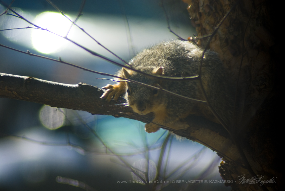 Squirrely