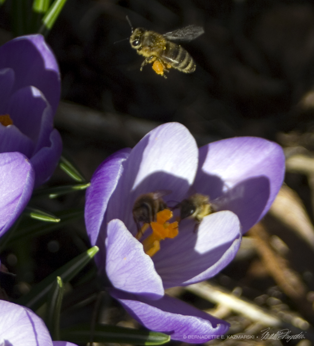 Got that pollen and taking it home.
