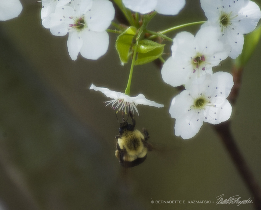 Hanging by a stamen.