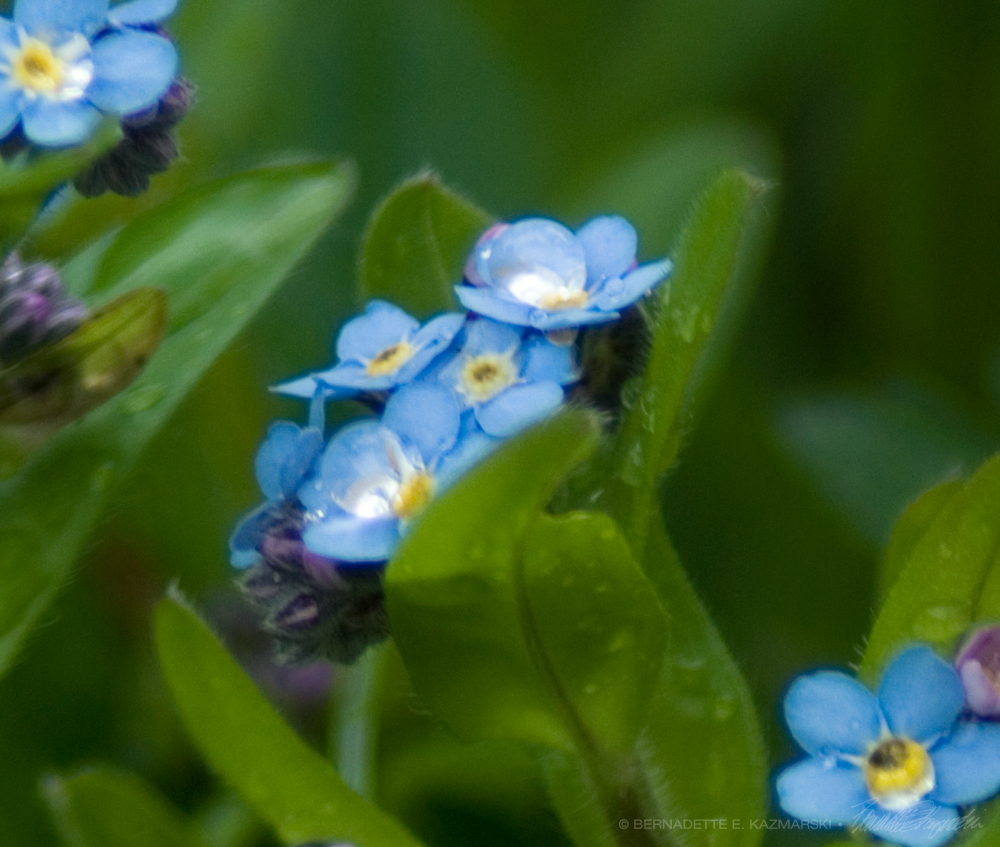 Big round water droplets on the flowers.