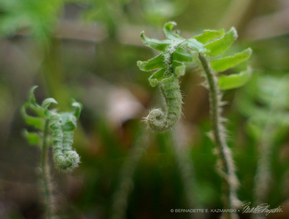 "You're my best frond."
