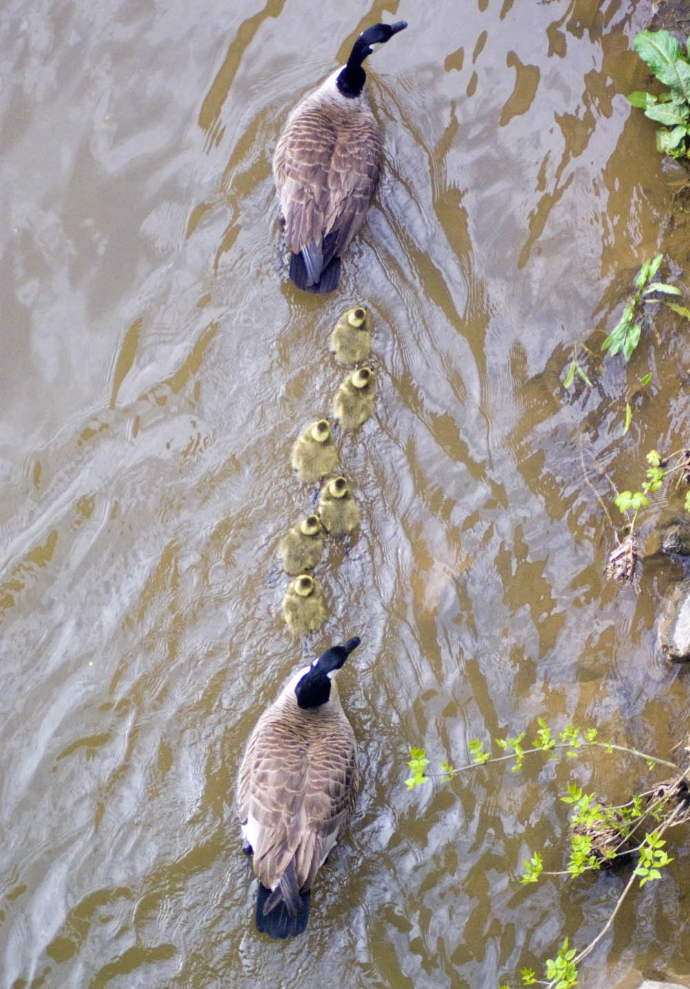 In a line.