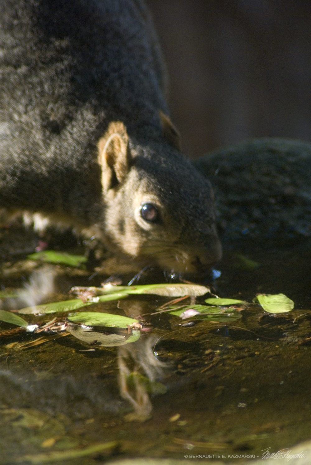 Squirrel having a drink at the birdbath.