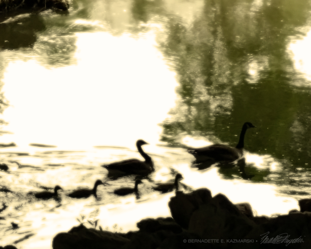 Geese 1