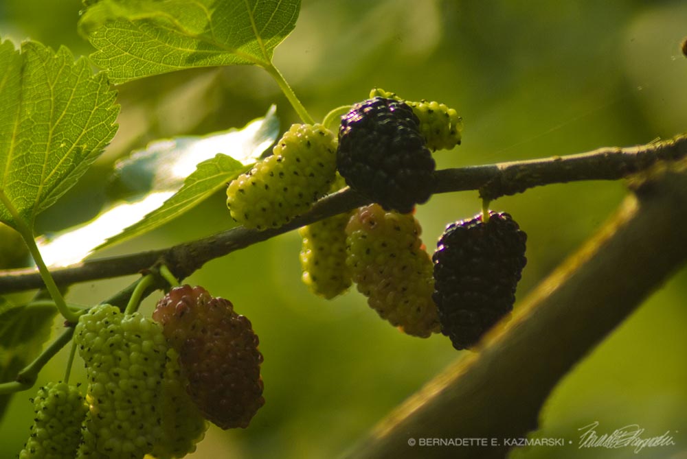 Morning Mulberries