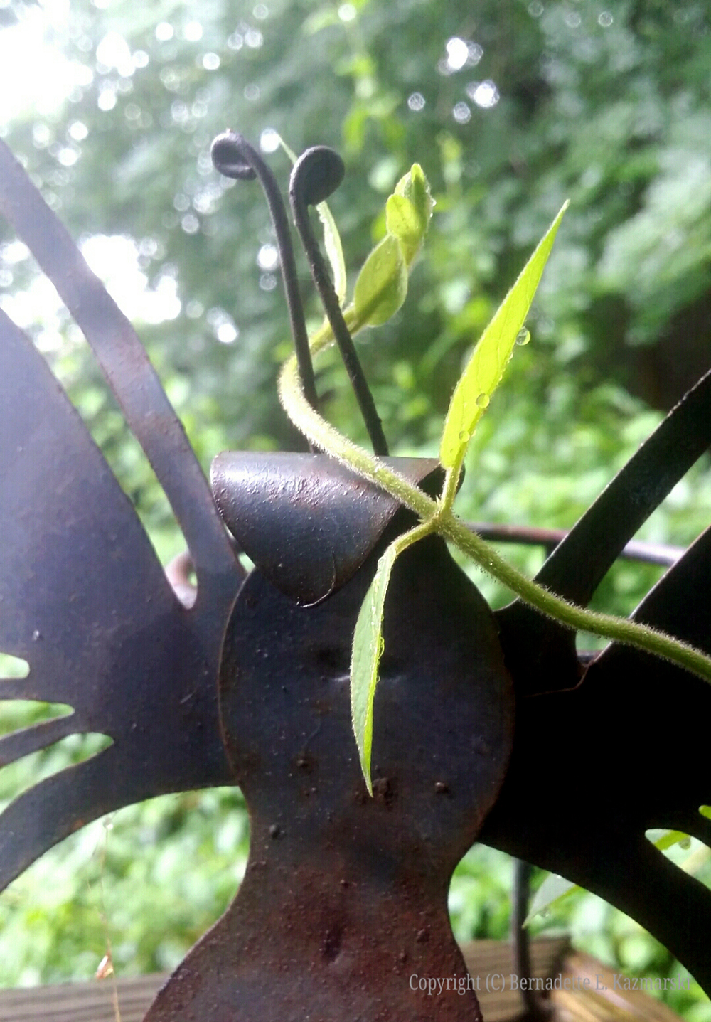 Iron Butterfly
