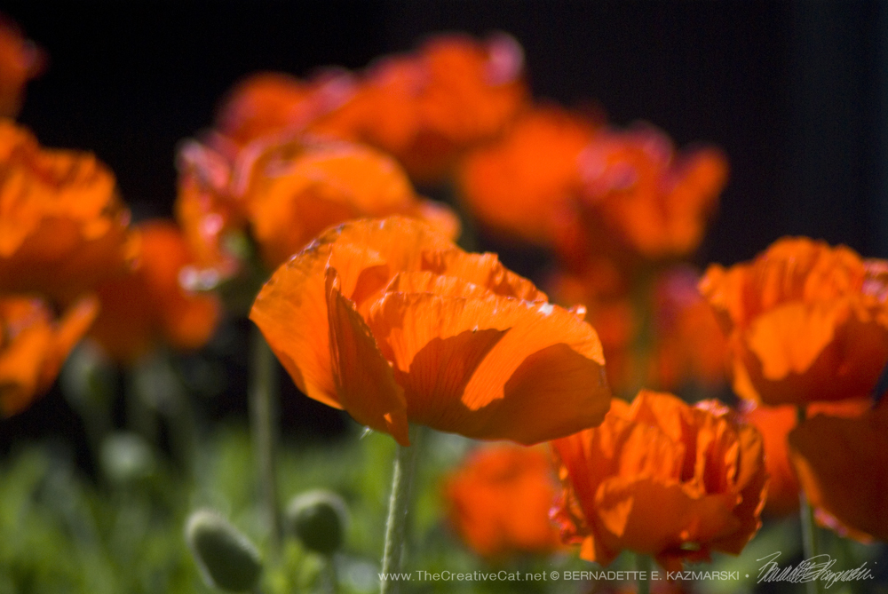 Poppies