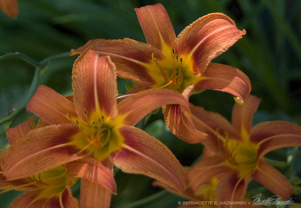 Three Daylilies