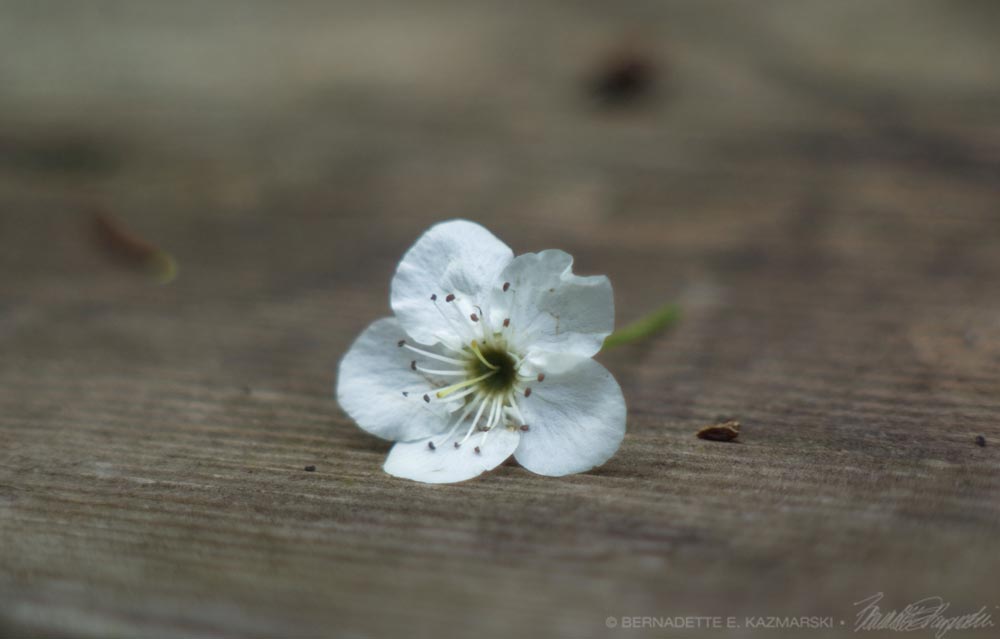 Blossom
