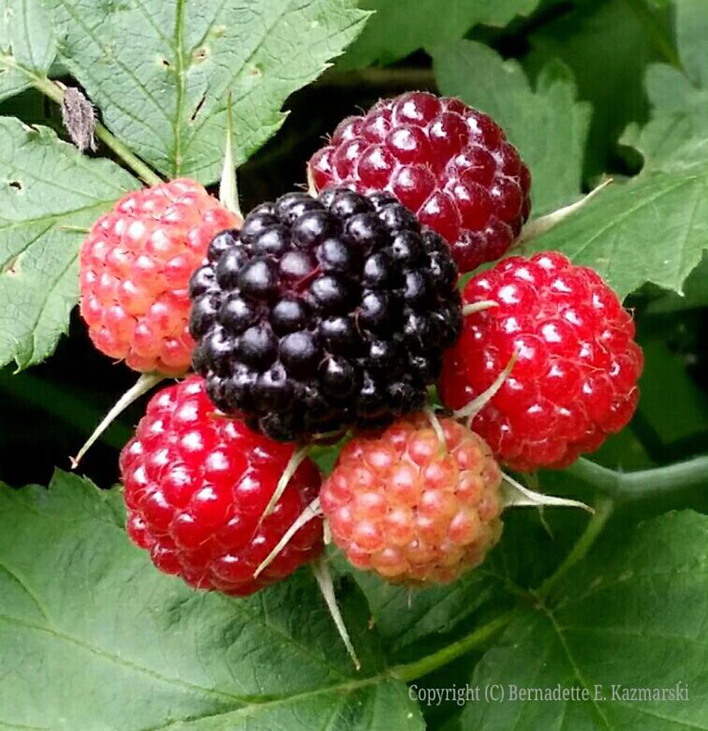 First Raspberries