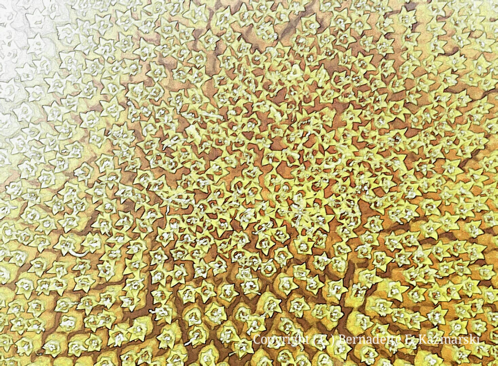 Patterns.