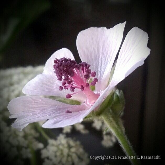 Wild Hollyhock
