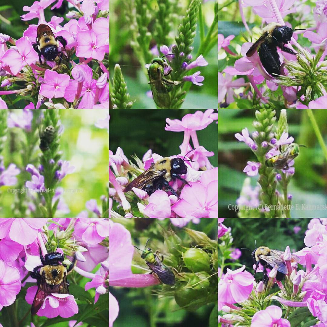 Busy Bees