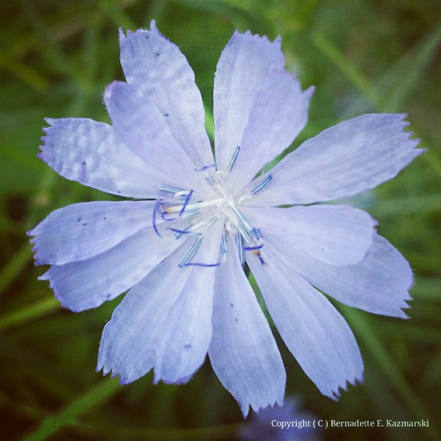 Chicory