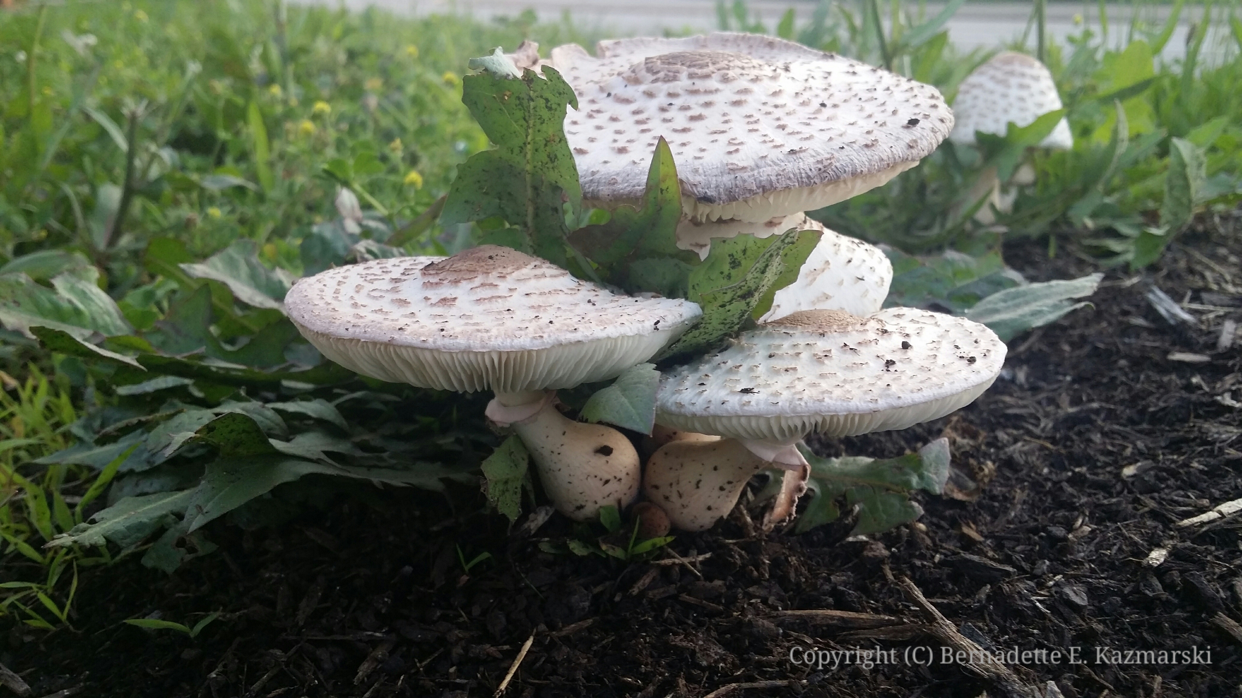 Seating For Garden Gnomes