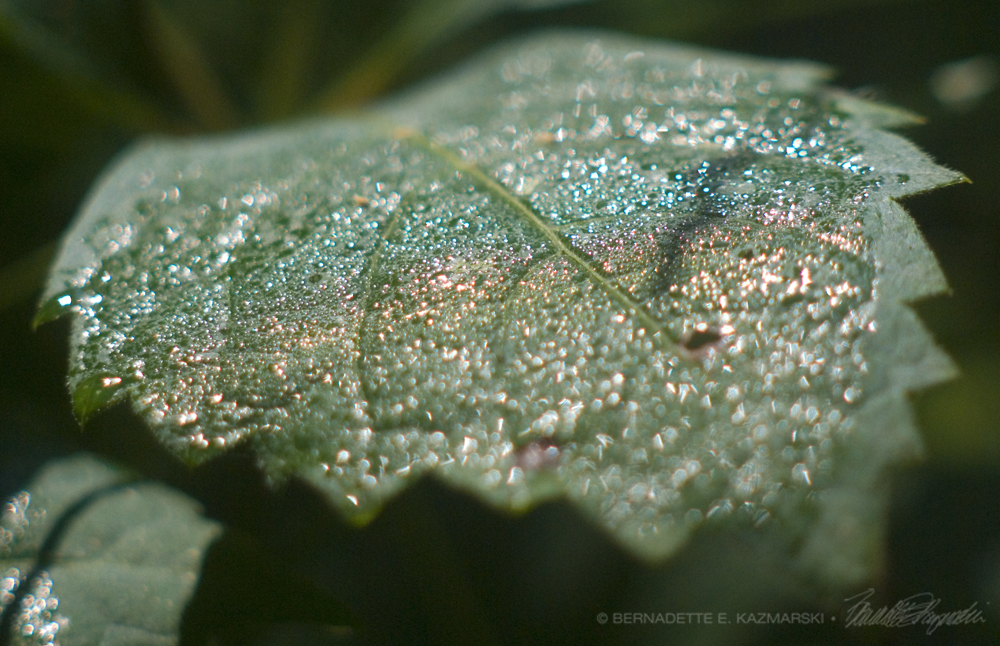 Enchanted Leaf