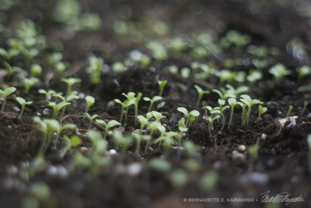 September Salads