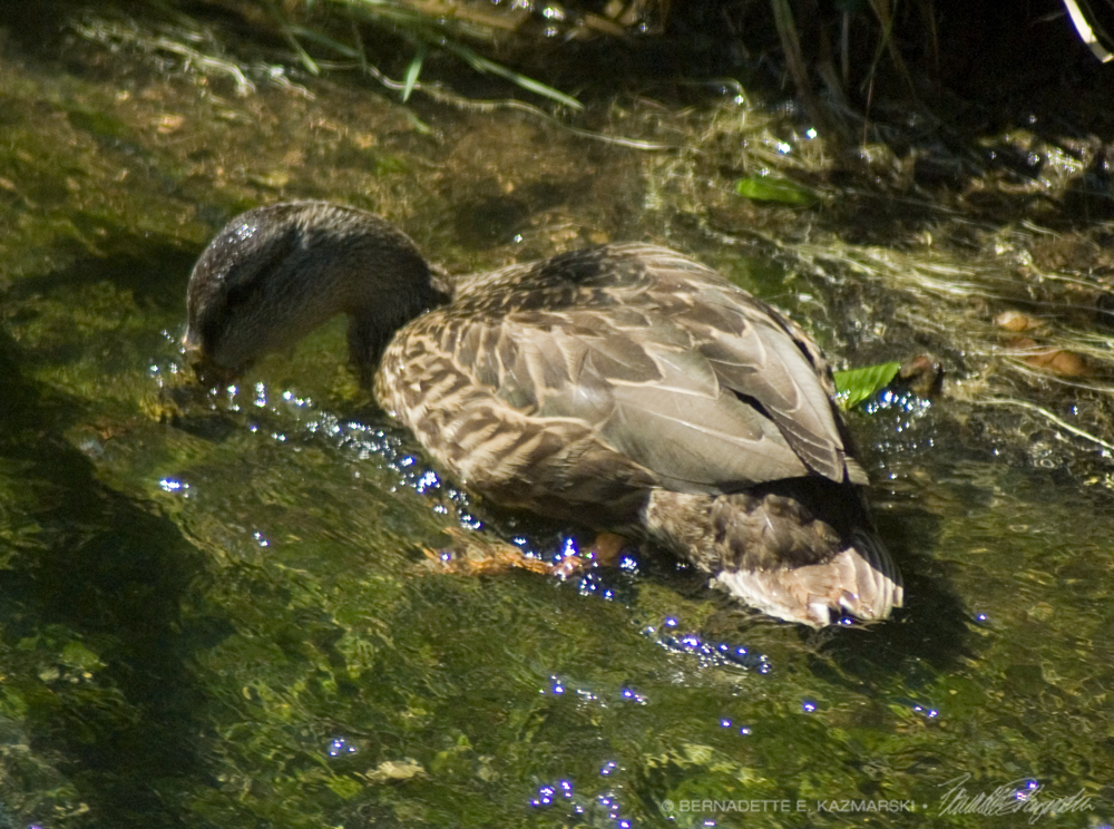 Young Mallard