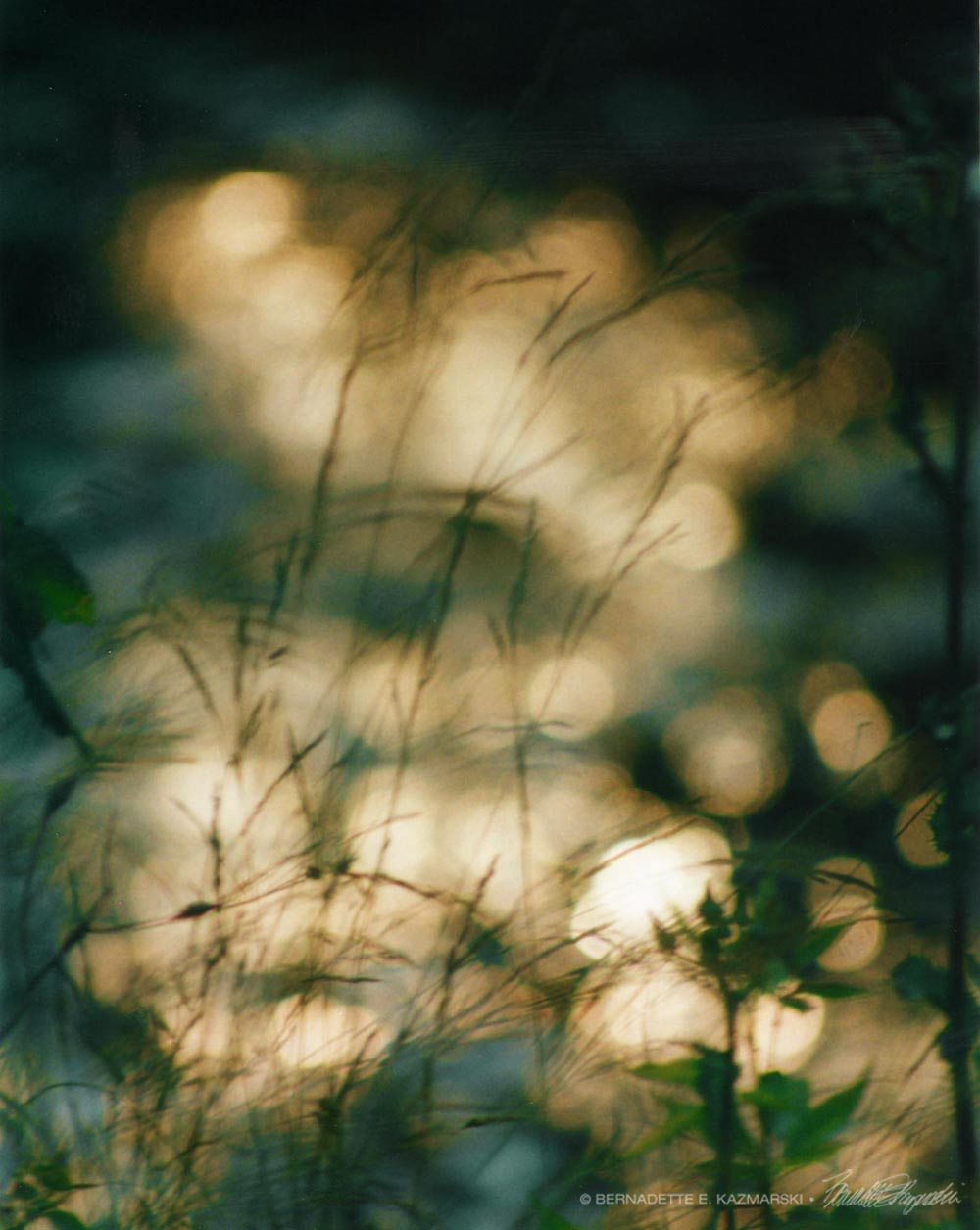 Late summer woods.