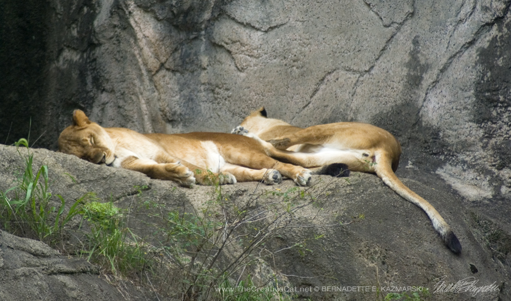 Just napping, lionesses at the Pittsburgh Zoo.