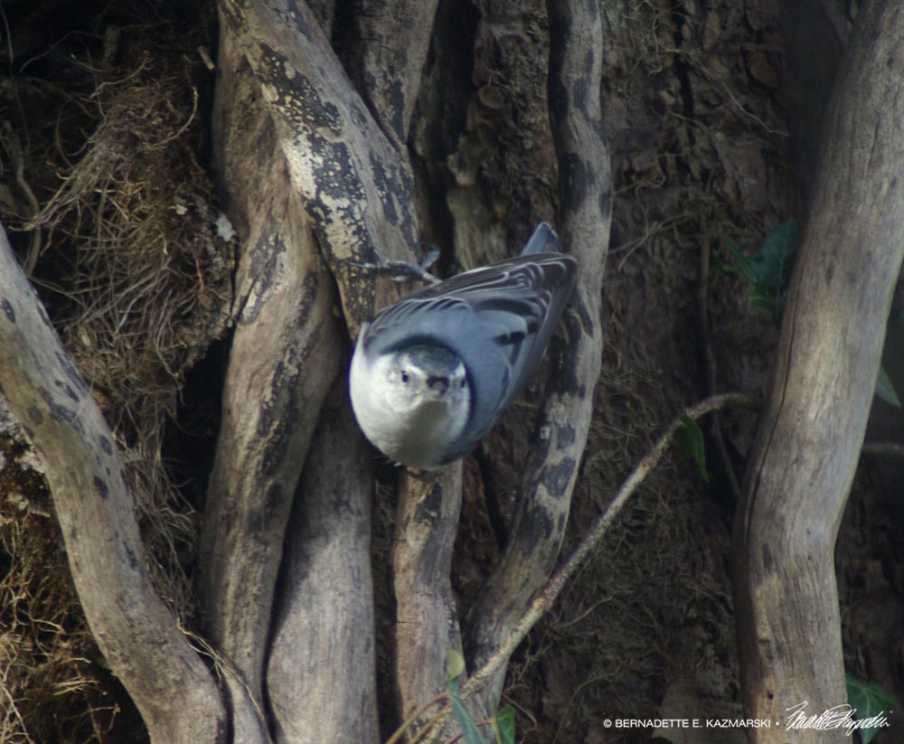 Nuthatch