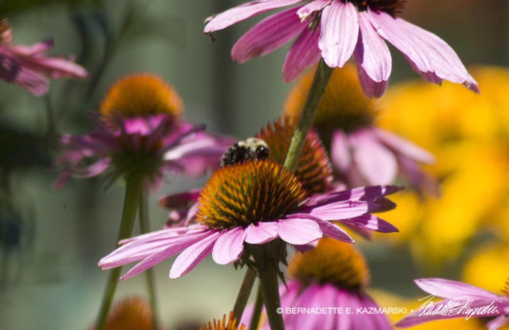 Echinacea