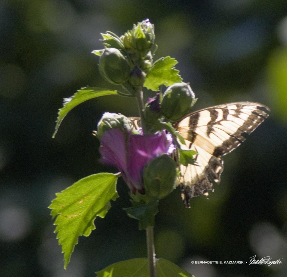 Tiger swallowtail.