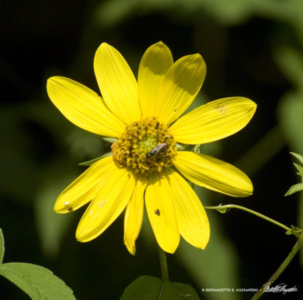 Woodland sunflowers