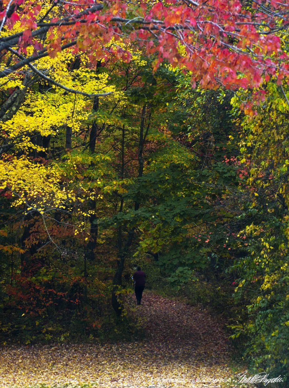 road into woods