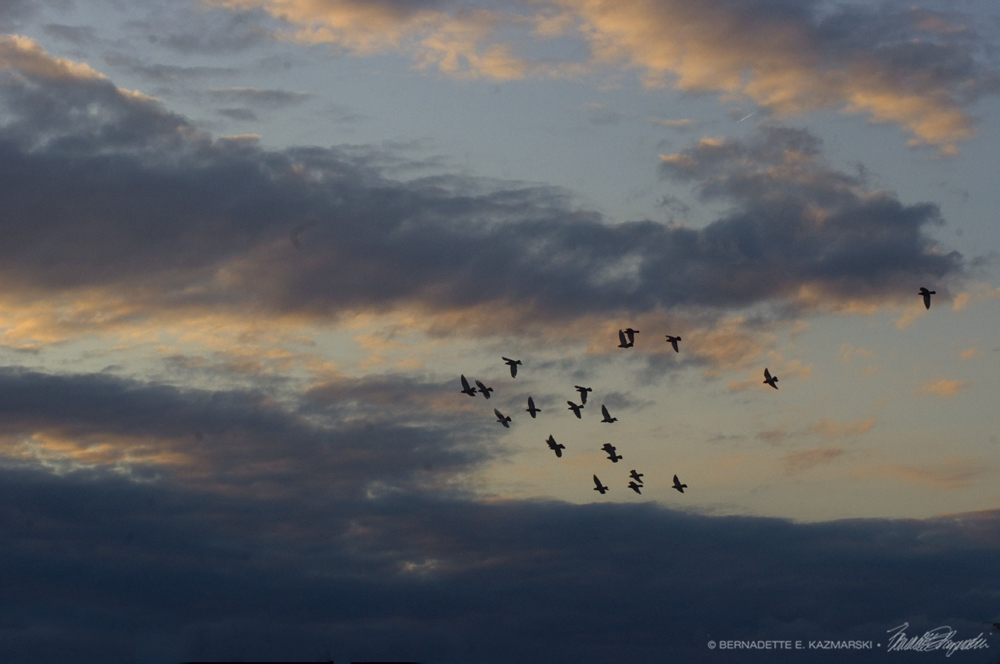 sunset with doves