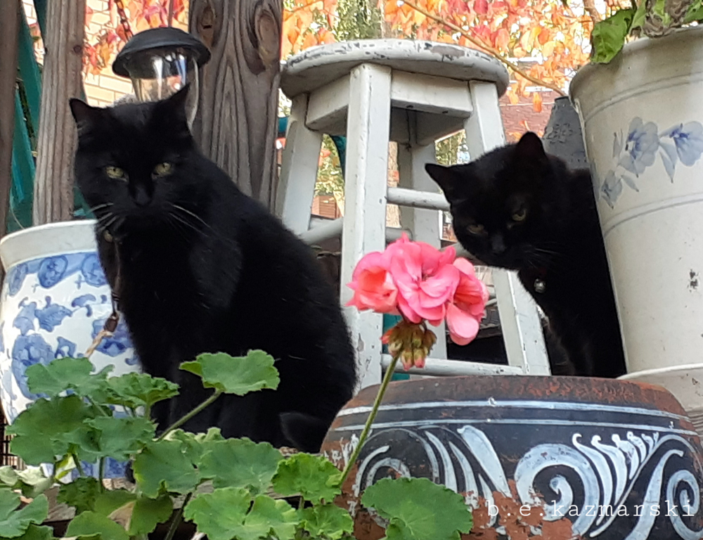 two black cats