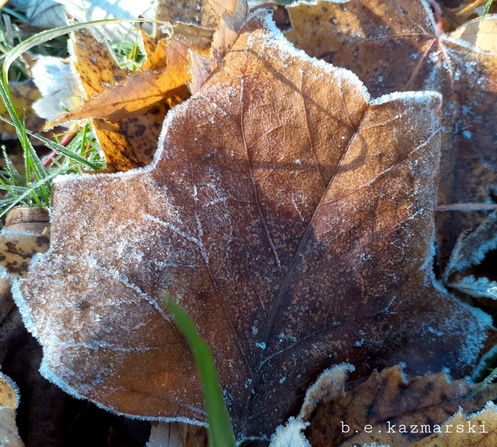 frosted leaves