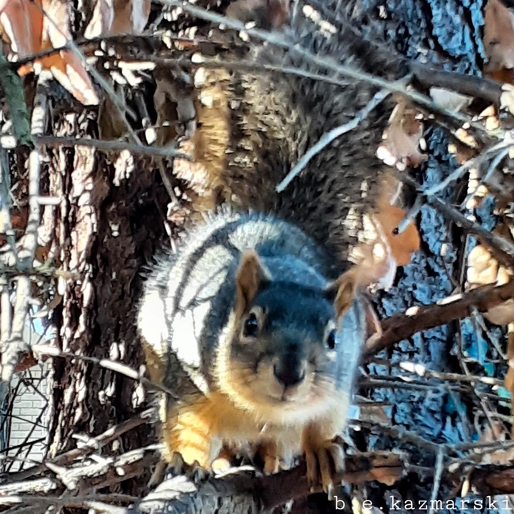Squirrely