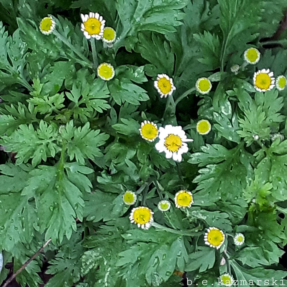 feverfew