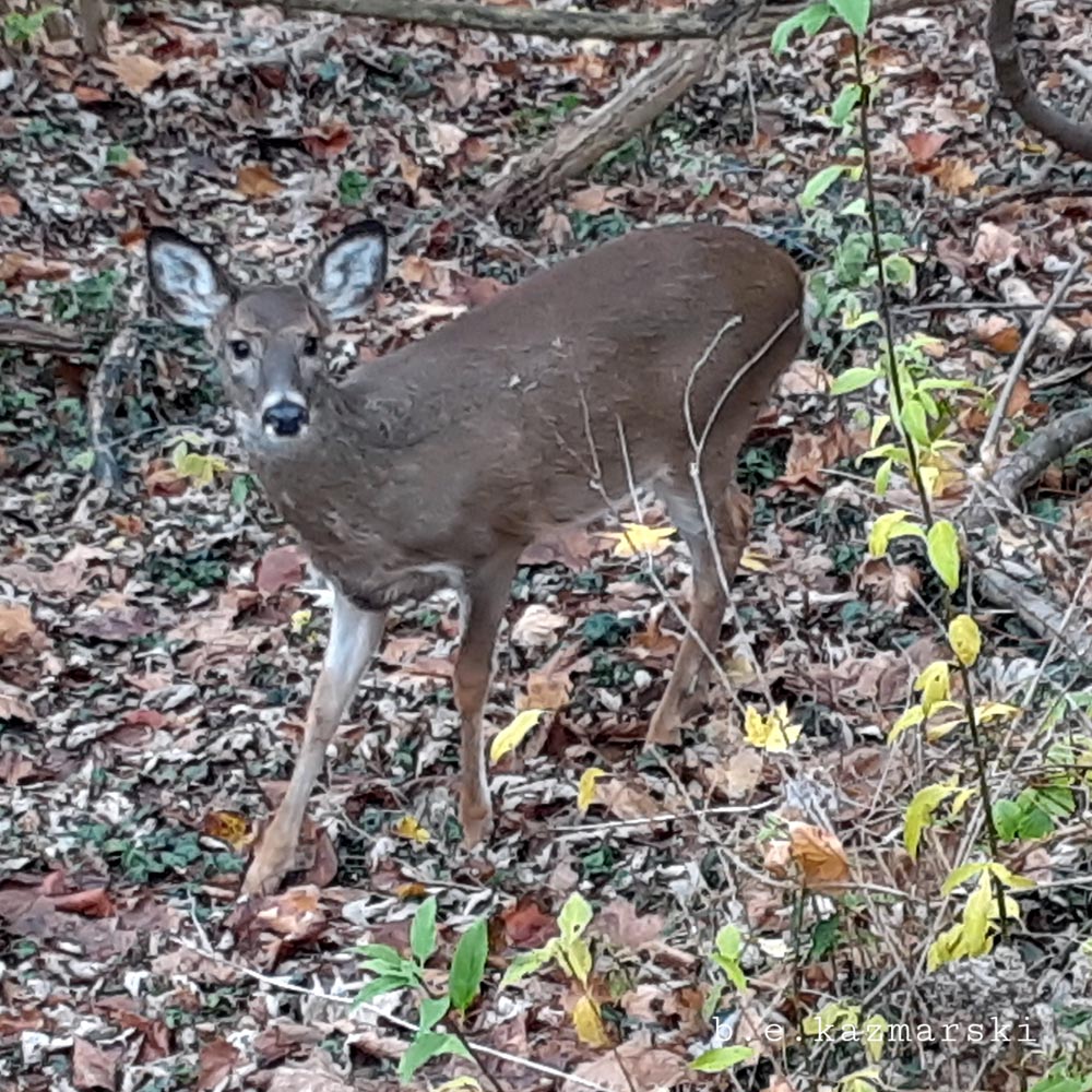 doe in back yard