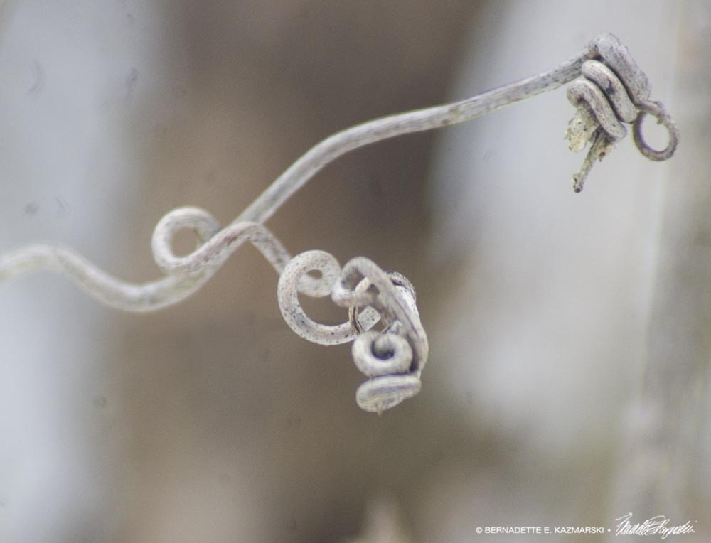 dried grapevine tendrils