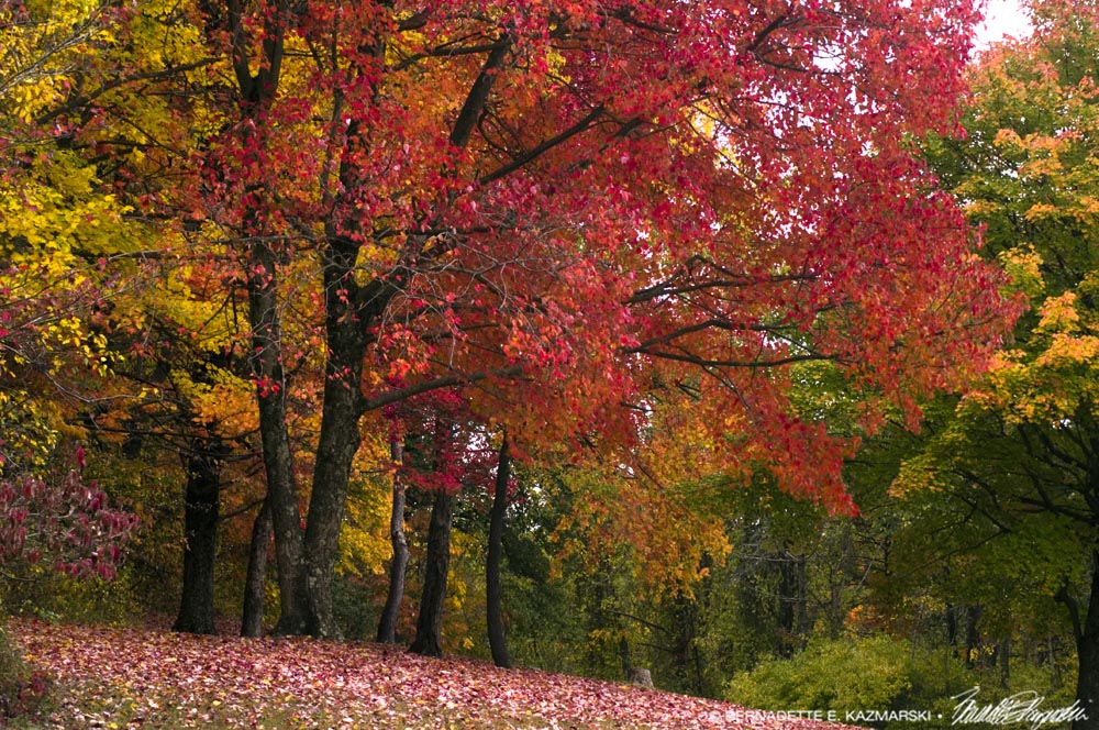 autumn trees