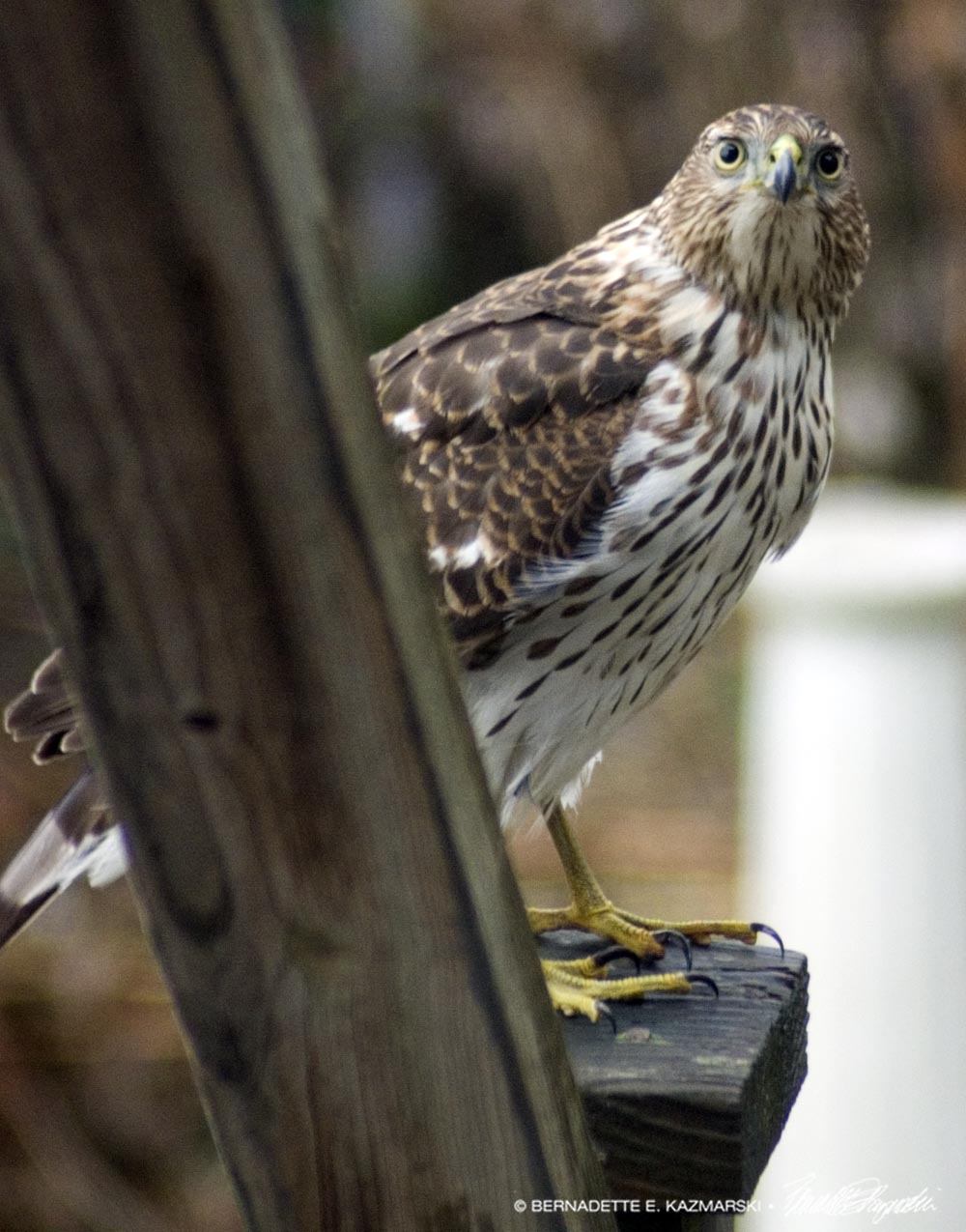 juvenile cooper's hawk