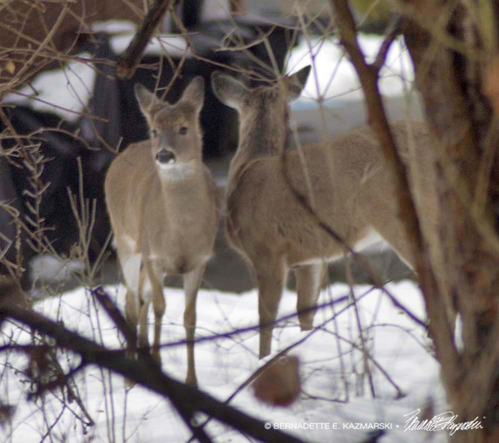 two deer