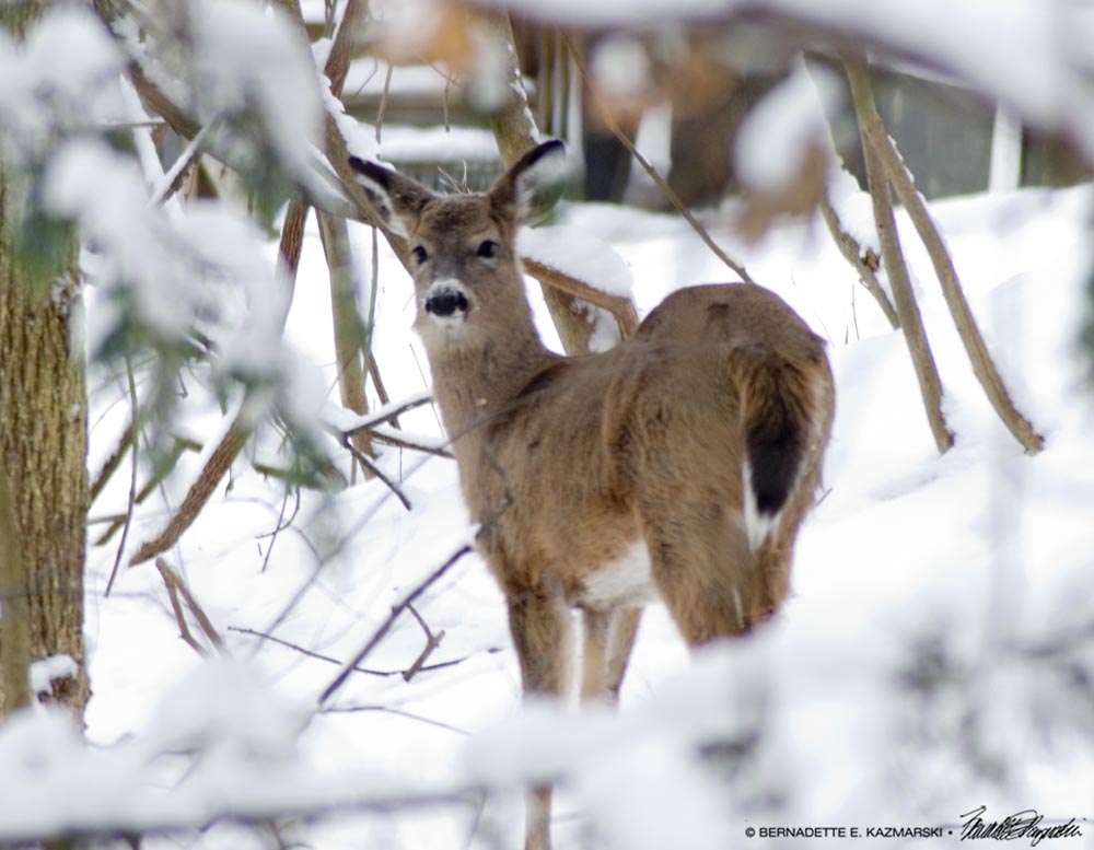 Doe in the Snow