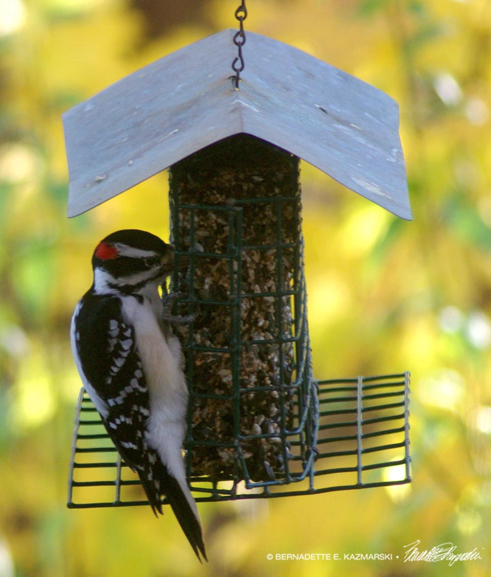 Downy Woodpecker