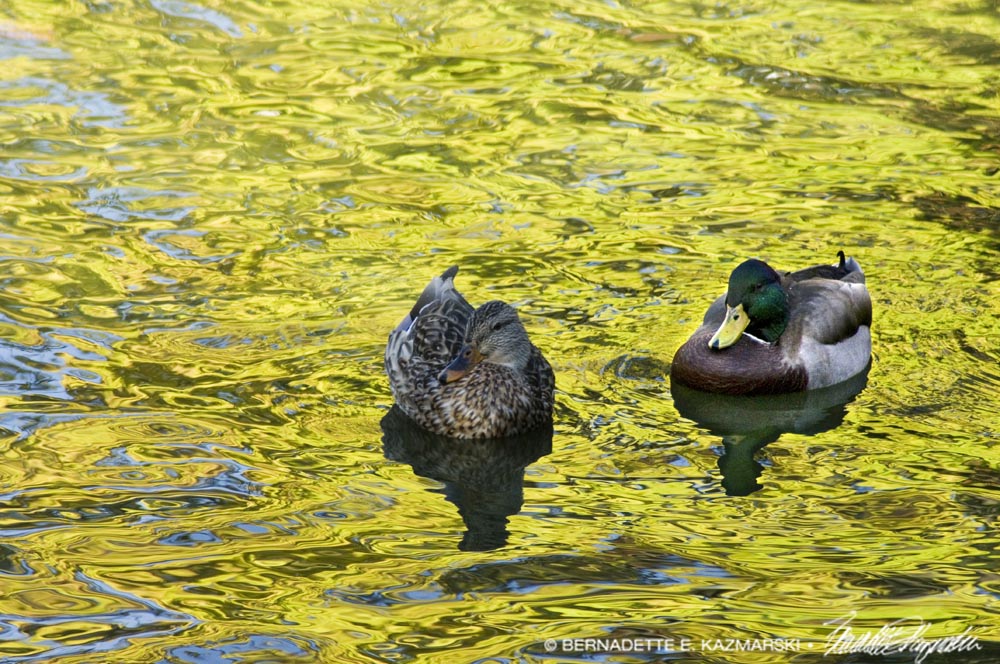 mallards on water