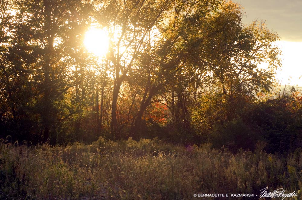 burnished sunset
