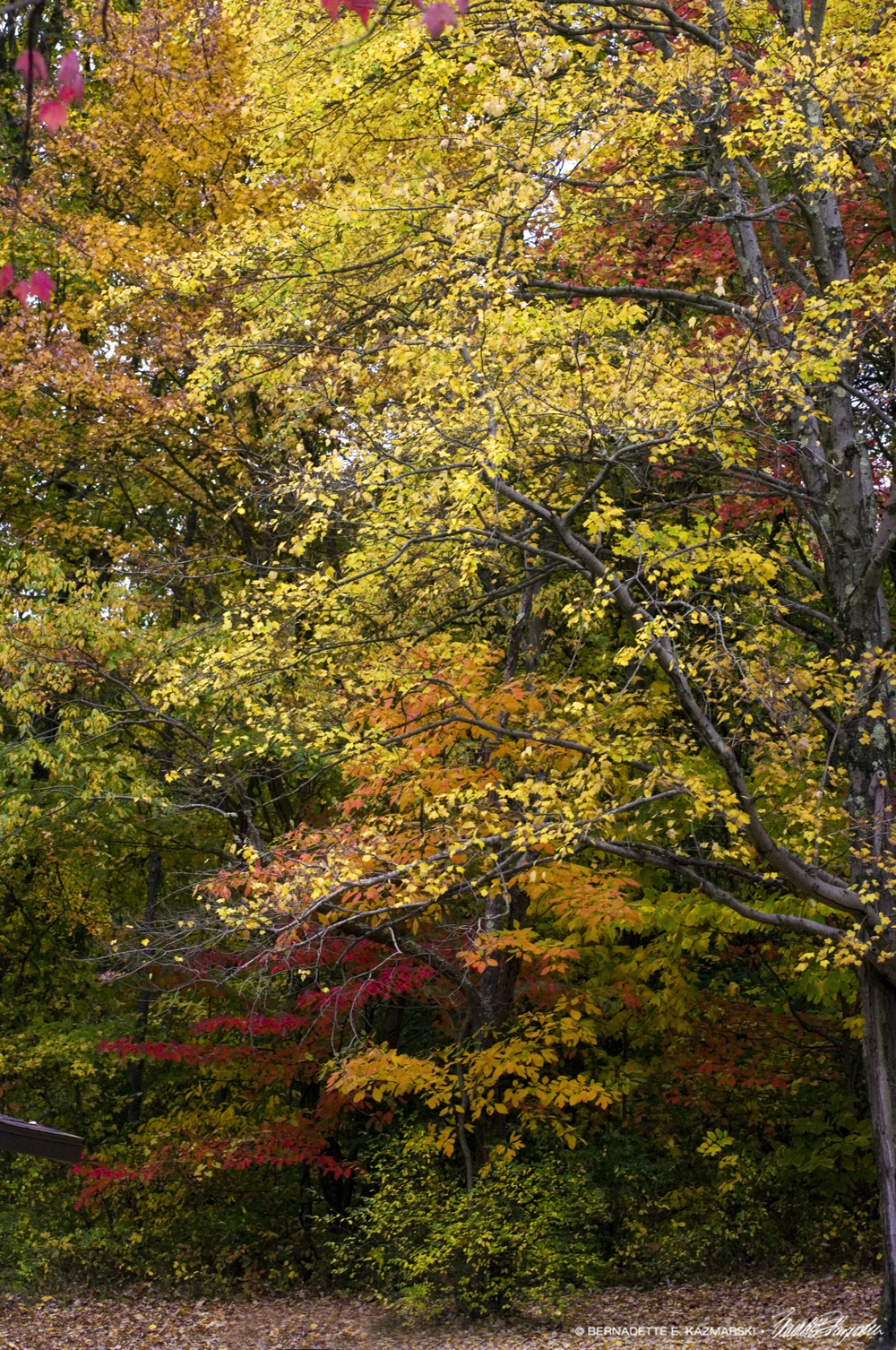layers of colored leaves