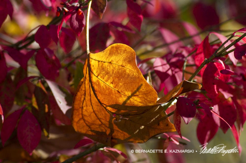 Orange and Red Leaves
