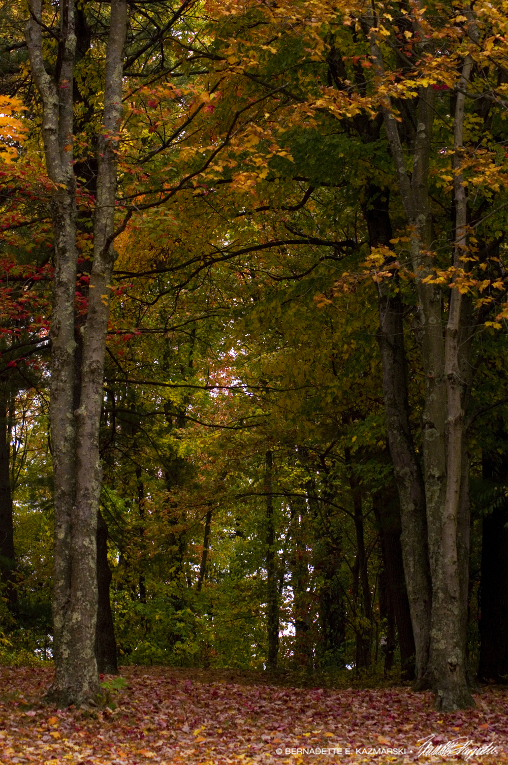 path into the woods